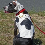 Callie as a cow