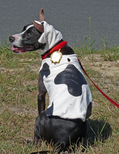 Callie as a cow