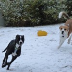 Callie and Sherman play in the snow