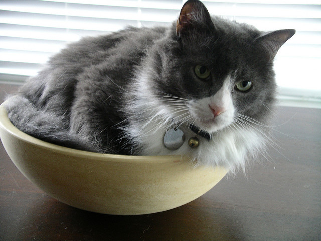 Chim Chim in a bowl
