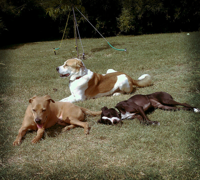 Clifford, Sherman and Callie sunbathing